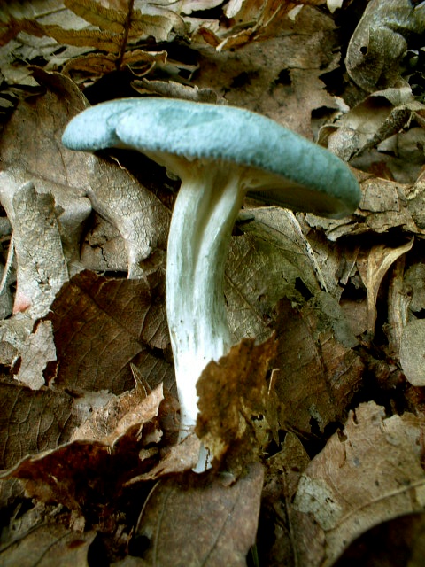 Clitocybe odora .